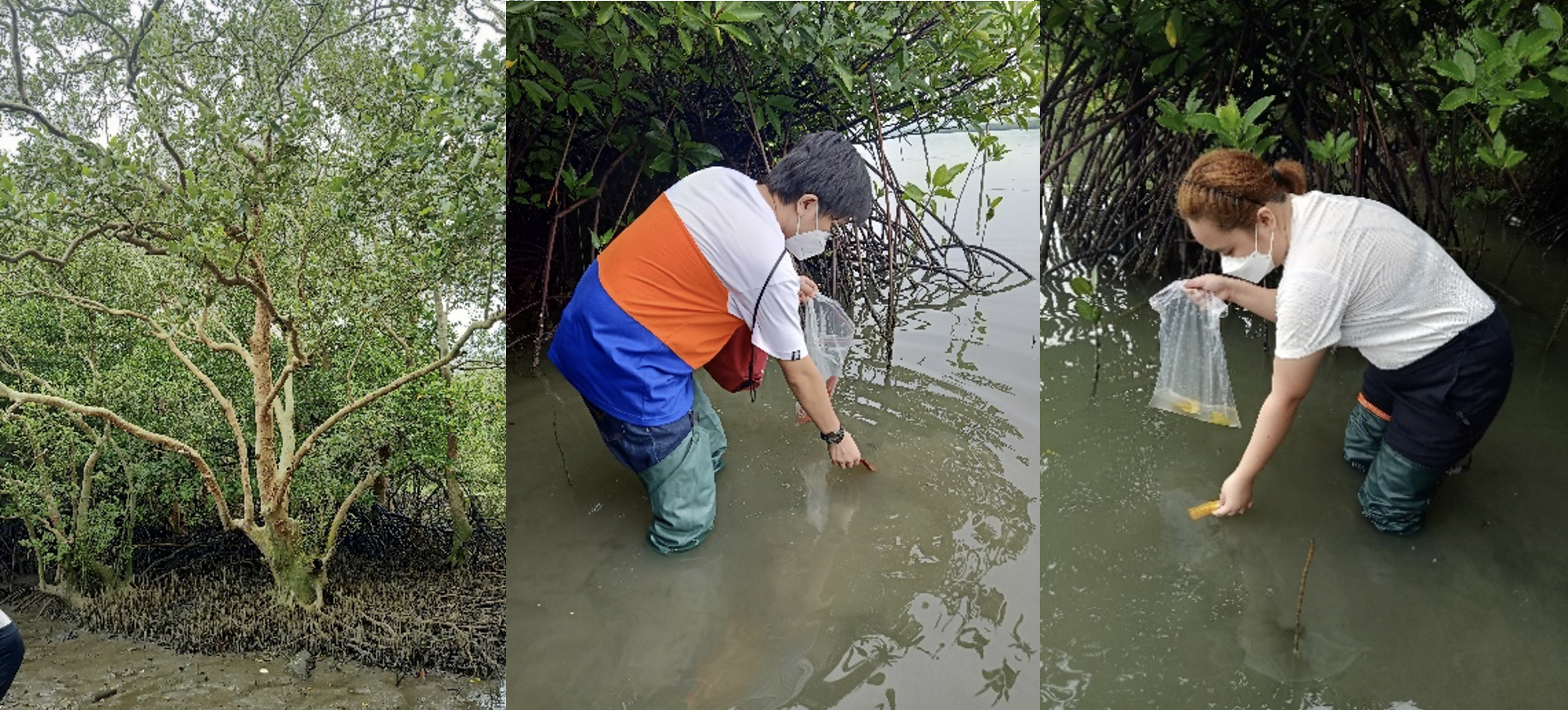 Field sampling of fallen senescent mangrove leaves from mangrove forests of CALABARZON (Image Credit: Inland Aquatic Resources Research Division (IARRD)